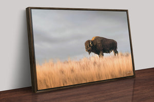 Bison wall art – buffalo canvas prairie photography print by Debra Gail Fine Art