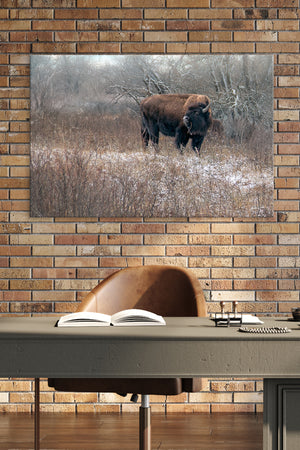 Buffalo fine art print – Great Plains wildlife wall decor by Debra Gail Fine Art