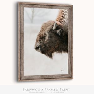 Buffalo fine art print – Great Plains wildlife wall decor by Debra Gail Fine Art