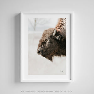 Buffalo fine art print – Great Plains wildlife wall decor by Debra Gail Fine Art