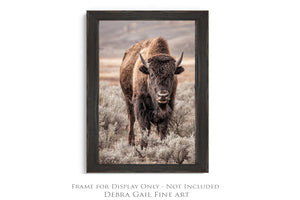 Bison wall art print - rustic buffalo photography on canvas by Debra Gail Fine Art