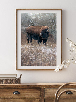 Bison wall art – vertical buffalo canvas prairie photography print by Debra Gail Fine Art