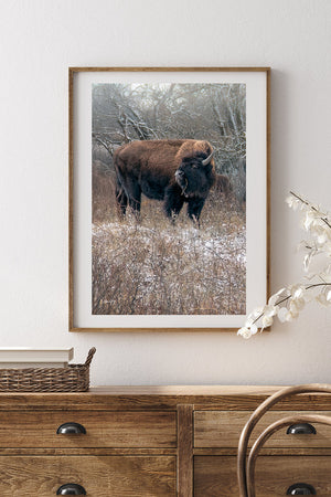 Bison wall art – vertical buffalo canvas prairie photography print by Debra Gail Fine Art