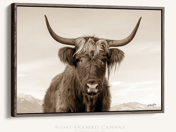 HAIRY COW CANVAS PICTURE - HIGHLAND COW PHOTOGRAPHY