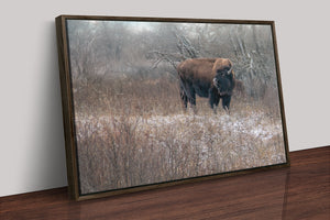 Buffalo fine art print – Great Plains wildlife wall decor by Debra Gail Fine Art