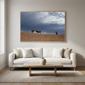 Great Plains Elk Wildlife Photography | Prairie & Western Wall Art