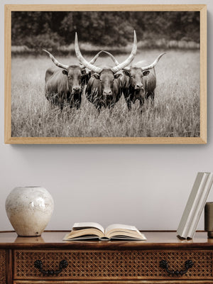 Longhorn cow wall decor canvas – rustic Western fine art print by Debra Gail Fine Art