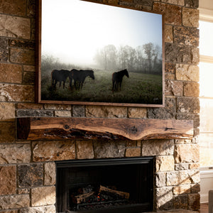 Wild Horses Photography Canvas or Print | Original Debra Gail Fine Art Western Wall Decor