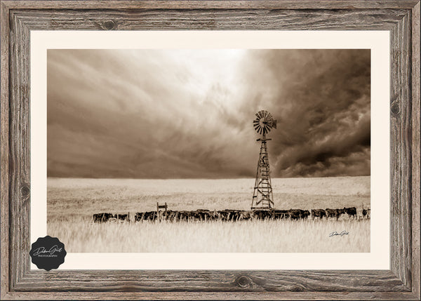 Cattle at the Water - Nebraska Windmill Art Print No. 4793